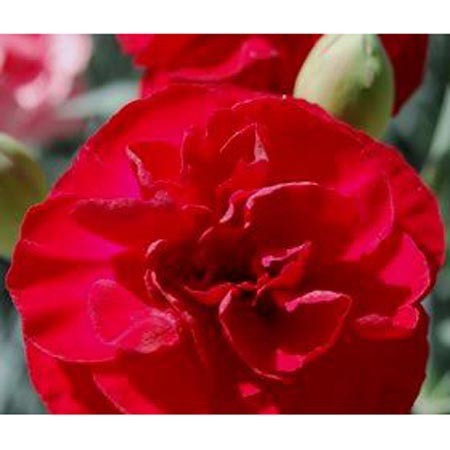 Oeillet anglais " Sugar plum" Il vous ravira pour ses fleurs qui se succèdent d'Avril à Oct. Peu exigeant, et surtout T° -35°c